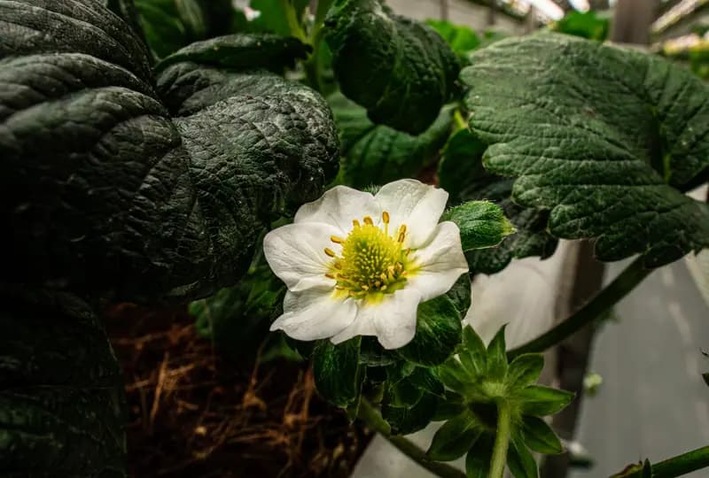 Menulis resep cahaya