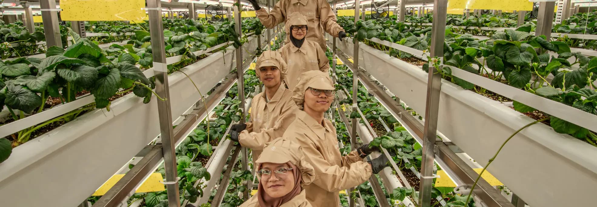 Tim Soofresh di ruang tanam